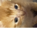 Super cat power