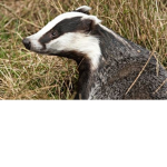 The Badger Brigade