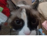Zoey that cat group!