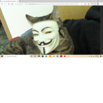 #hacker cats