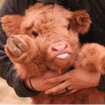 Fluffy cow group !