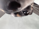 Everyone should love dogs group