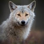 Crystal_Wolves
