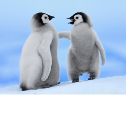 Hi bOIS