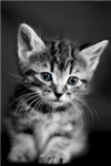 Cute kittens! Awwww!