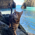 beachpaws !!!