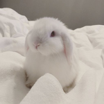 ダンベル