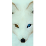 I am alpha