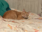 Rylee cats, and dogs