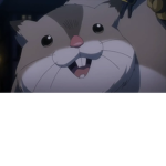 Rat so