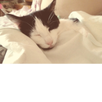 Groupe de chat tou mignon qui Sen cacao et le cara