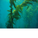 The Freinds of Kelp
