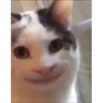 Ragdoll gamer