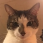 KittKattz