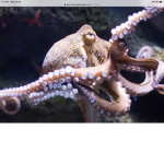 Octopus me eat