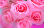 My Blossom's