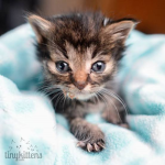 Kittypet group