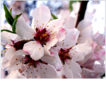 The blossom vibe