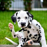 Dog Scouts