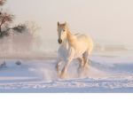 Horse rider fans