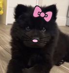 El gattos
