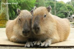 CAPYBARAS ONLY GROUP