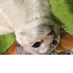 Meowmeowteam7