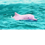 pink dolphin club!
