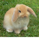 Erm United And the Bunny Squad!