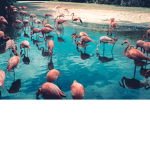 Flaming Flamingo Club