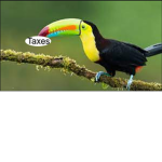 Tax Toucans!