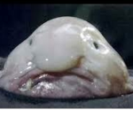 Bloobfish