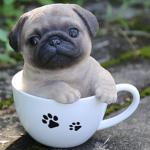little pugs group
