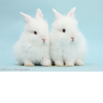 bunnyqueenforever