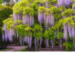 TheWisteriaFamily