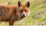 Team Fox For Life!