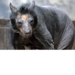 the hairless bears united
