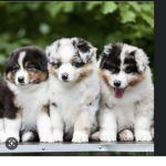 Puppy group(puppy love!)