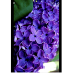 Lrflowers