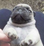 Chitlins