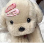 nomchi