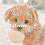 - cammy's boutique -