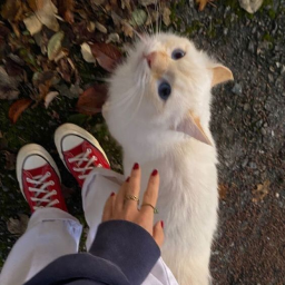 ⋆ ˚｡⋆୨୧˚
