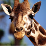 Giraffe Love Family
