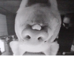 Esther the wonder pig fan group