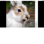 bunbun sqaud