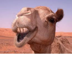 cAmeL cLaSS