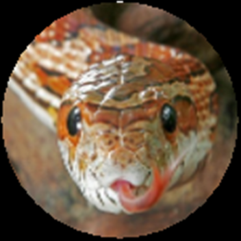 Snake Rodeo [IMPROVED!!]