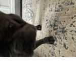 frenchies for life