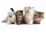 YouTubers Life kittens